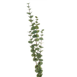 Large Cineraria Eucalyptus Spray-Renaissance Design Studio