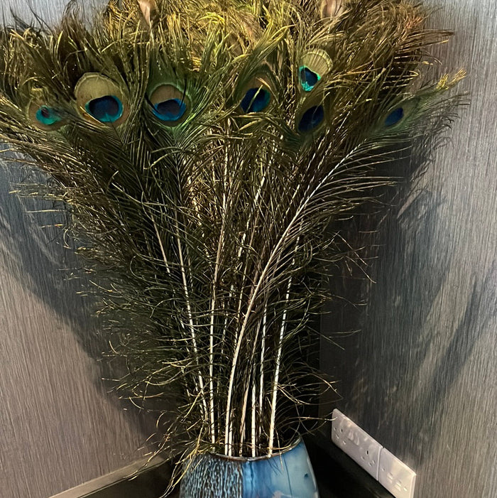 Peacock feathers - per stem-Renaissance Design Studio
