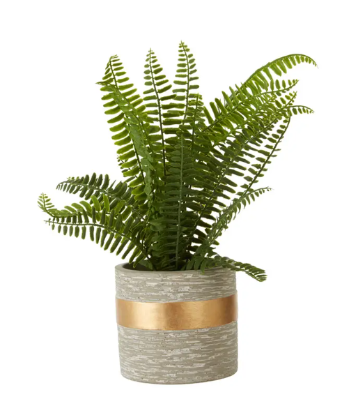 Fern Plant-Renaissance Design Studio