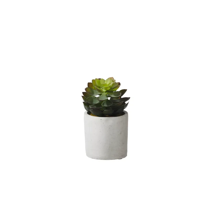 Jungle Plant in cement Pot 29551-Renaissance Design Studio