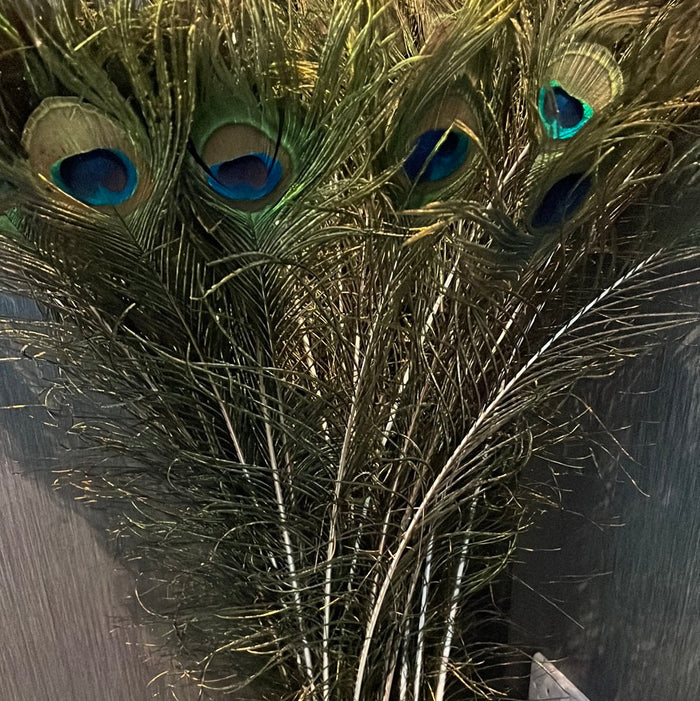 Peacock feathers - per stem-Renaissance Design Studio