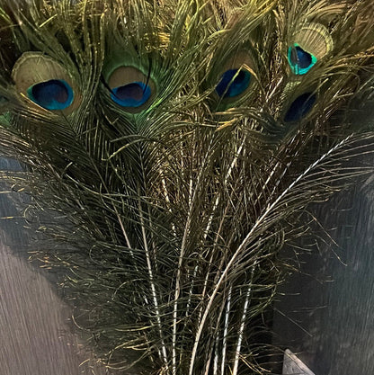 Peacock feathers - per stem-Renaissance Design Studio