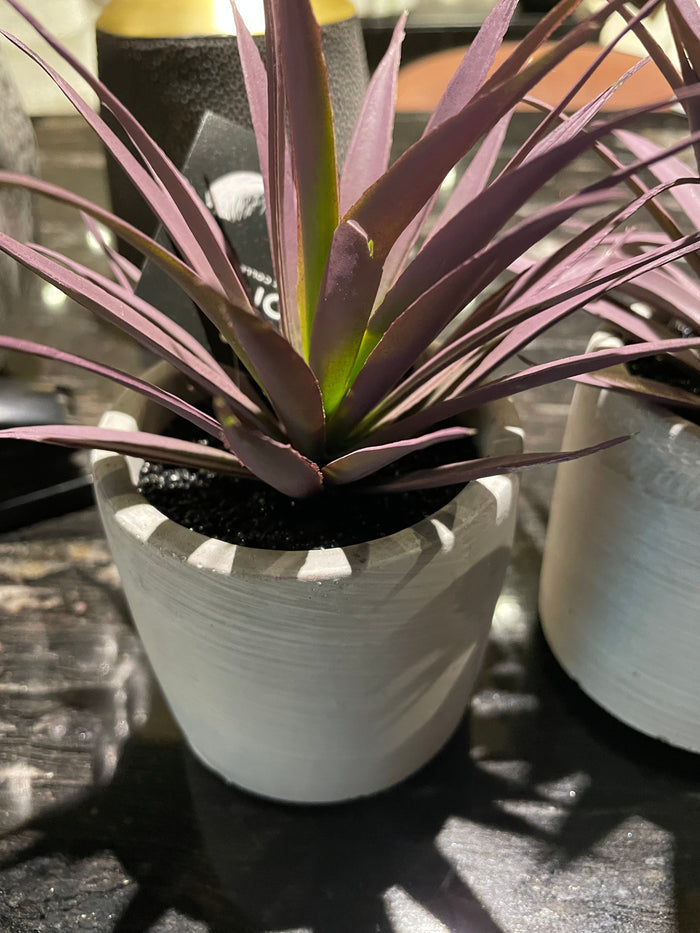 Purple Jungle Plant in cement pot-Renaissance Design Studio